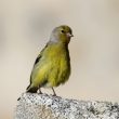 Venturon montagnard dans la réserve de Néouvielle